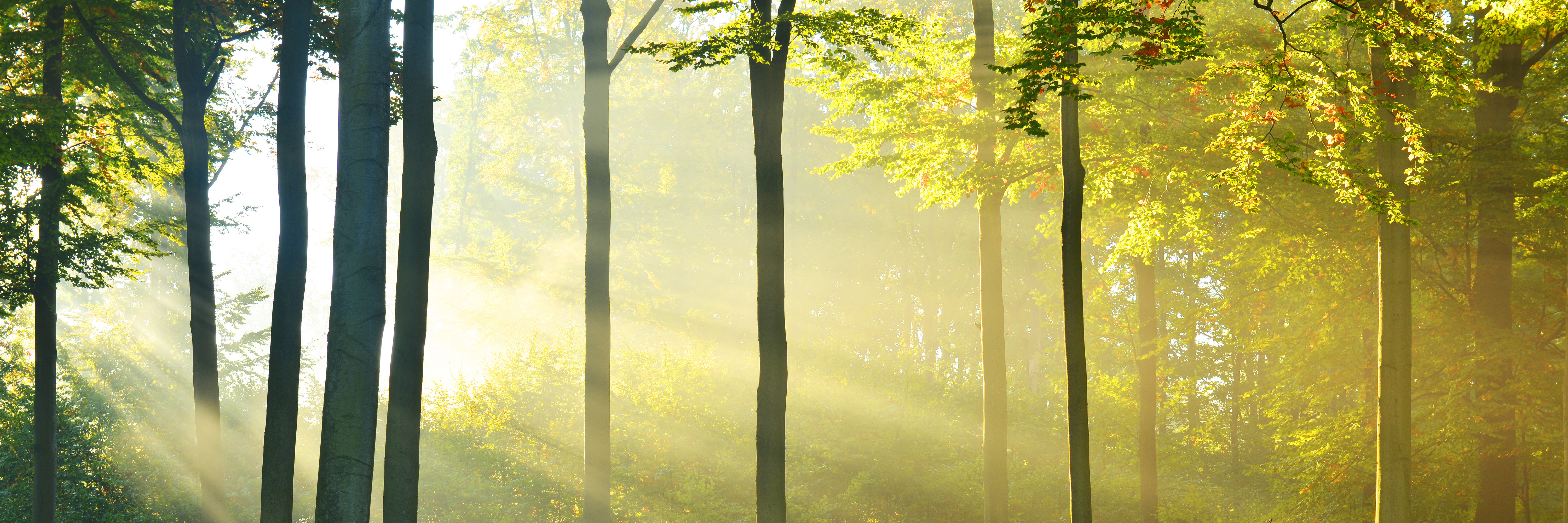 Licht scheint durch Bäume